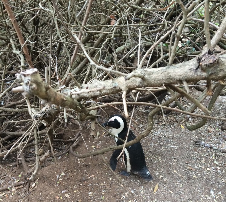 A penguin in the wild. Not as cute as expected. 