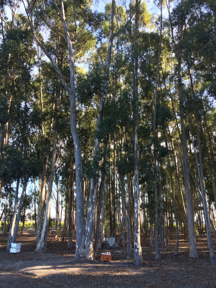 Villiera brought in eucalyptus trees to shield the vines from the brutal wind. They have an added perk of helping to create delicious honey. Notice the bee box at the bottom.