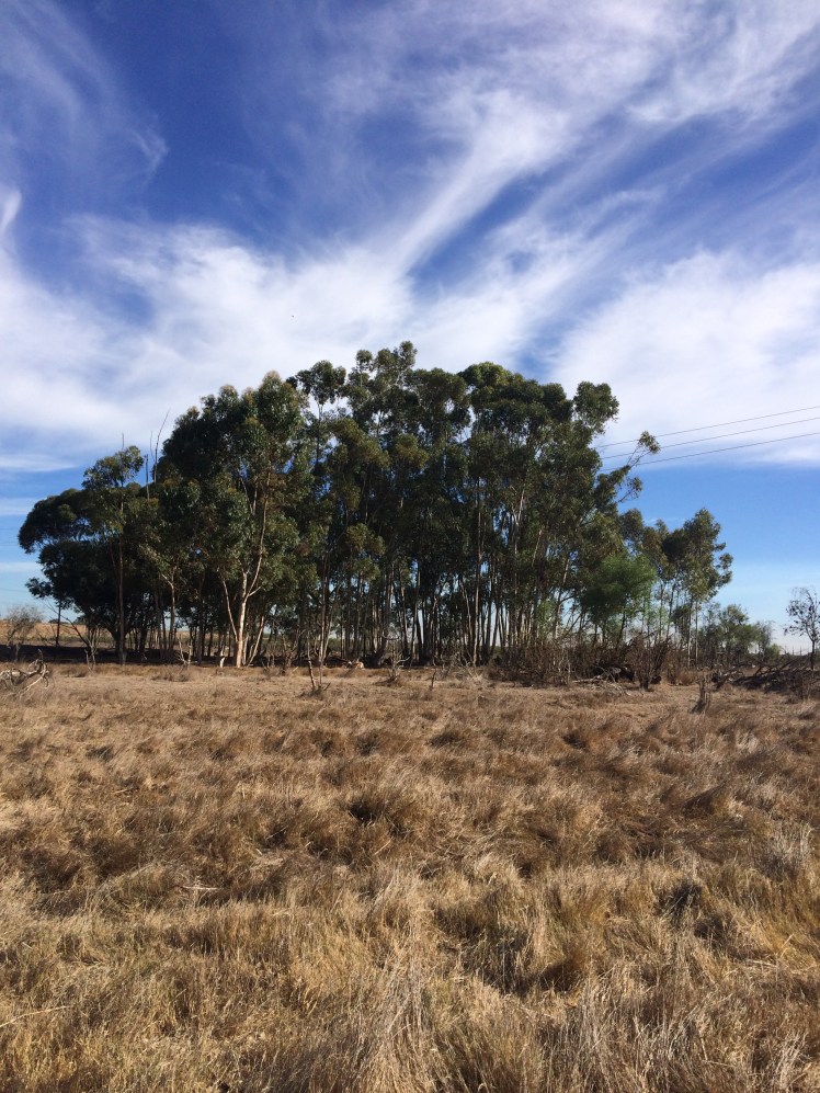 There are springbok in this picture. Thanks, iPhone.