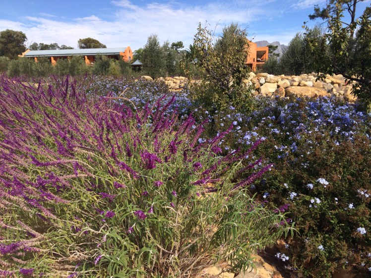Mom & Dad - let's find out what this purple plant is and import it to South Texas.