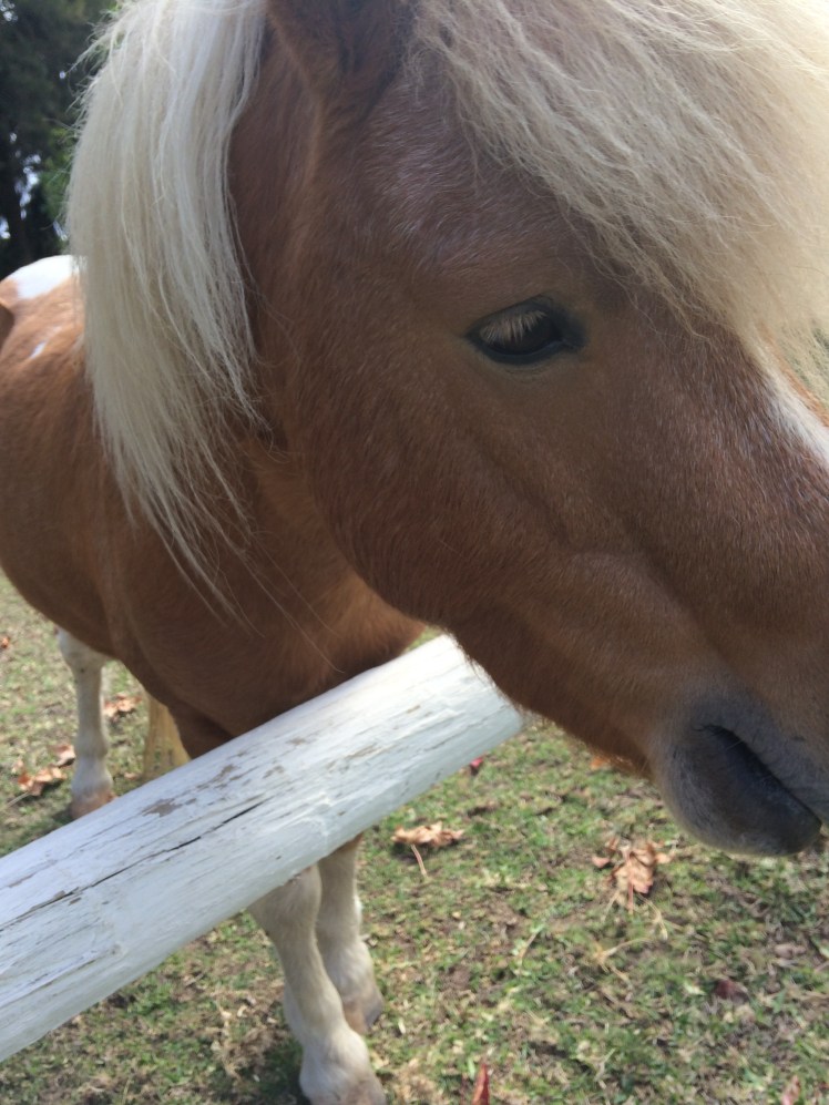 One of two mini ponies on the property. This is Tango. We were told he is the nice one and his friend, Twist, is naughty.