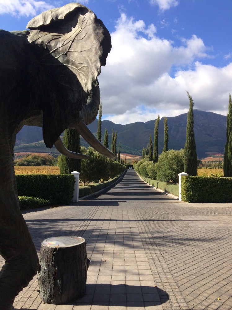 First elephant siting! This big guy greeted us at Grand Provence.