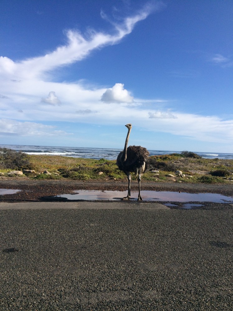 Ostrich Xing Sign Needed