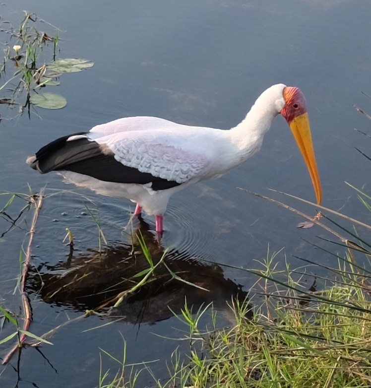 On my ride out to the airstrip we came across this beauty. I was with some avid birdwatchers so we stopped for every.single.bird. 