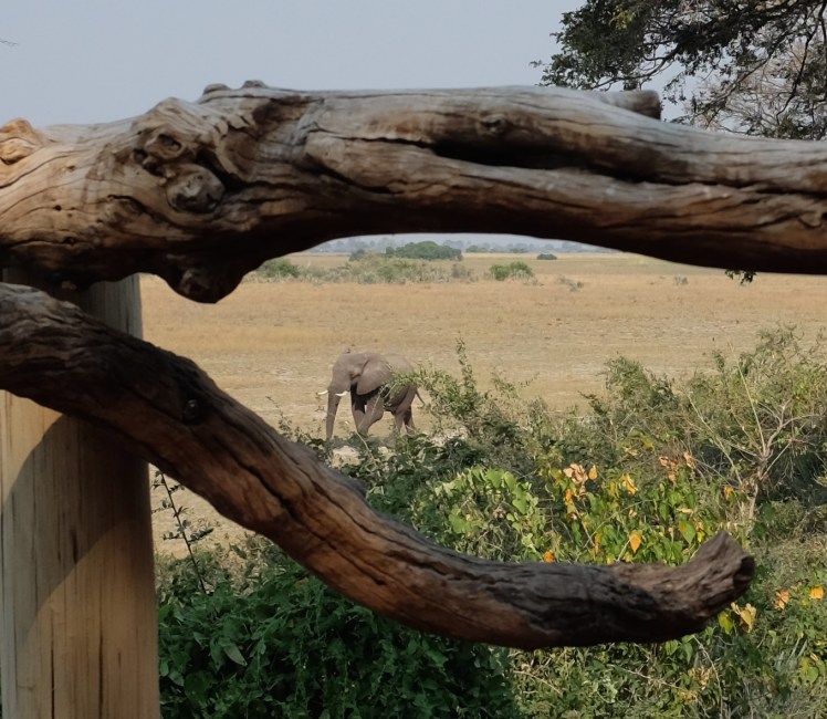 This is taken from my tent's porch. No wifi or cell service means sitting outside watching elephants amble by. I'll take that over email ALL DAY. 