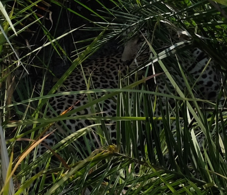 Meshak spotted this spotted beauty on our first morning game drive. These rangers are so skilled at what they do. I can barely see it now! 